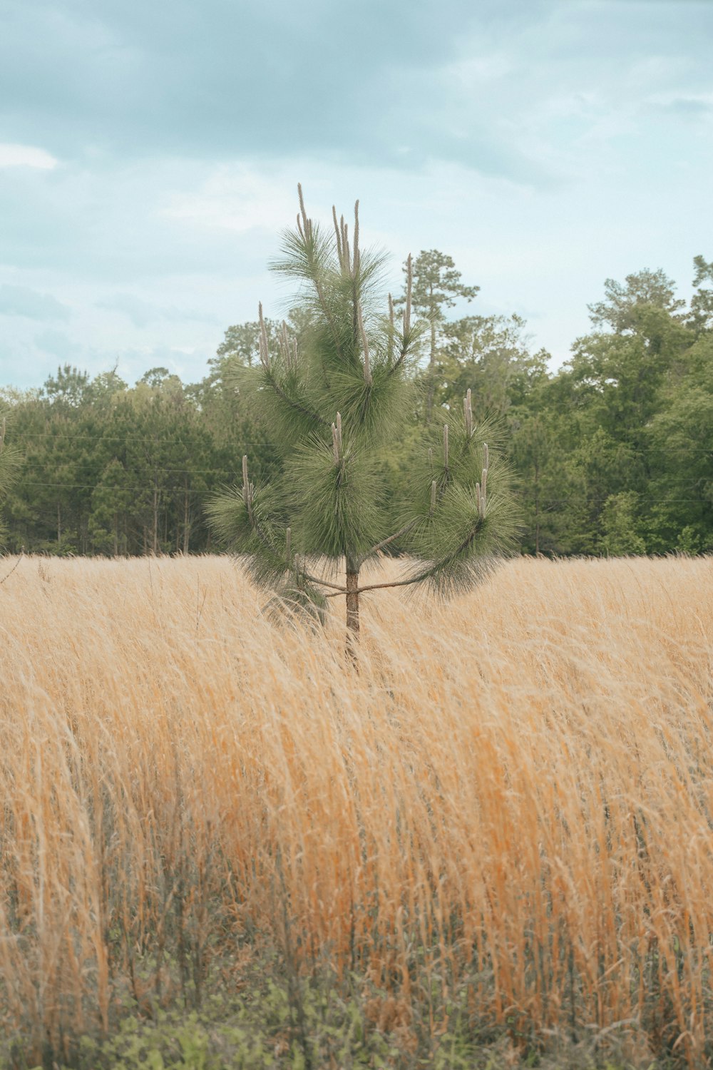 a tall grass field with trees in the background