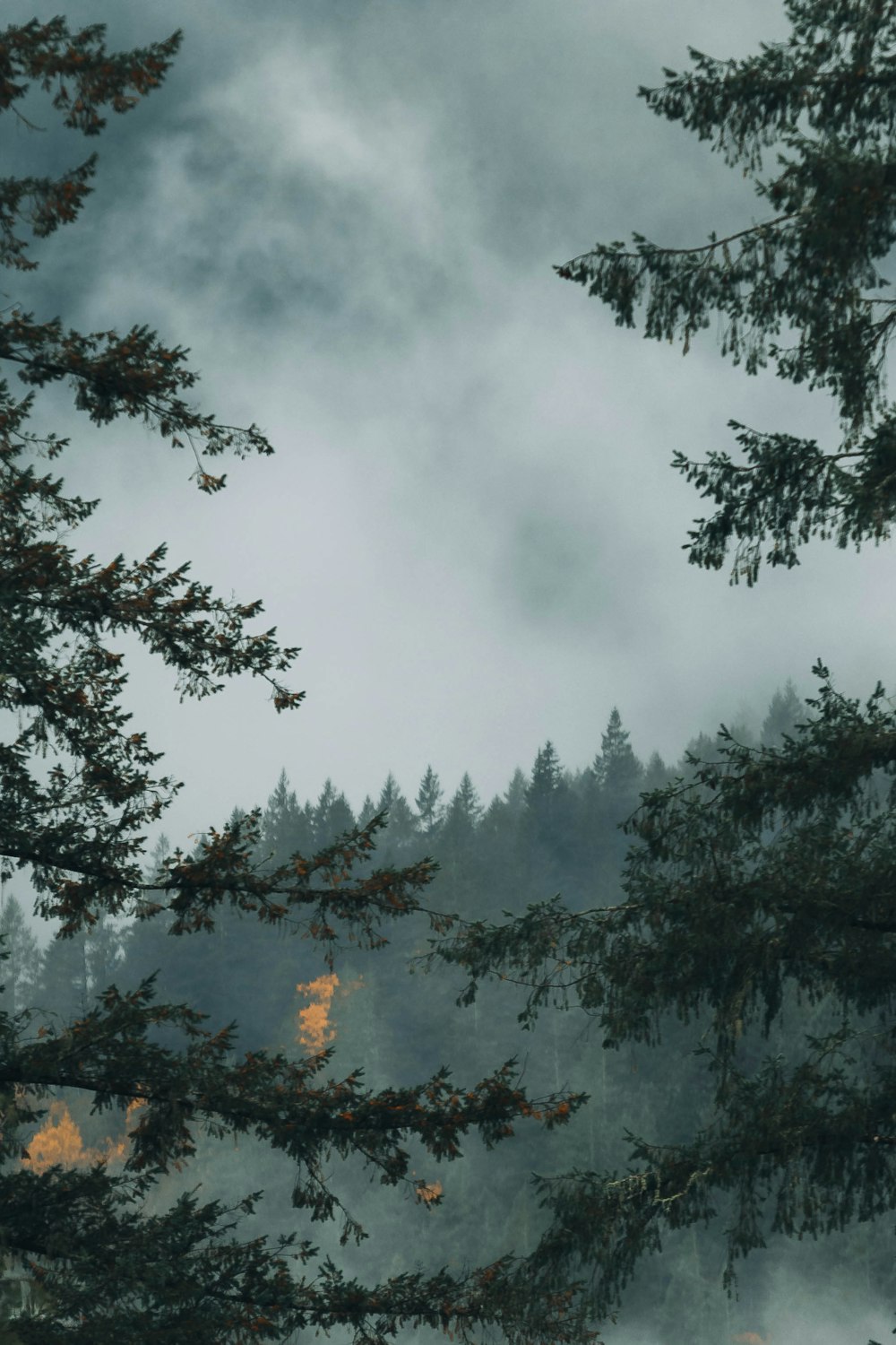 a forest filled with lots of trees under a cloudy sky