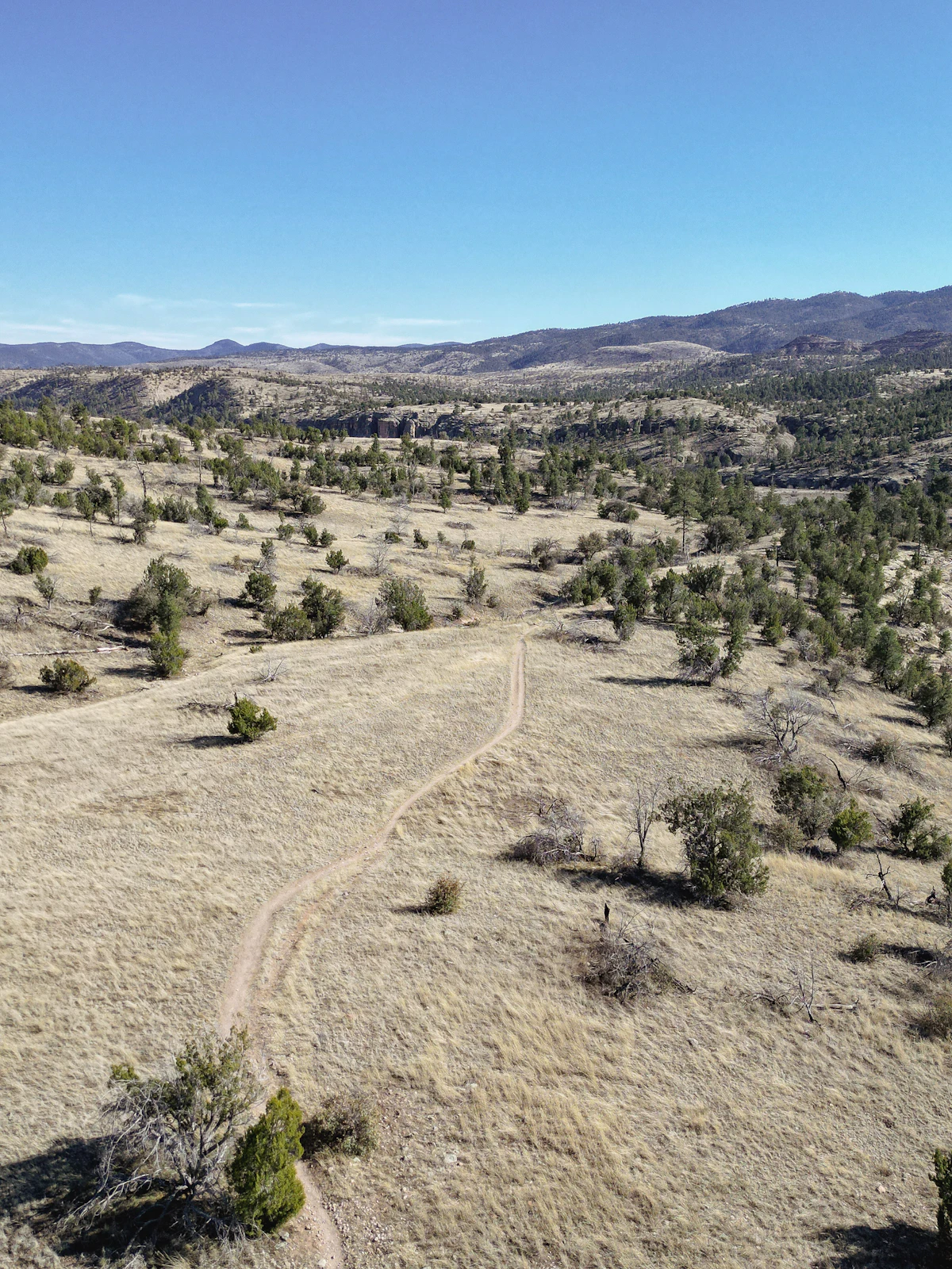 A dirt track across dry grassland and scattered trees in western New Mexico