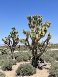 A group of volunteers planting trees in a desert area under a clear blue sky.