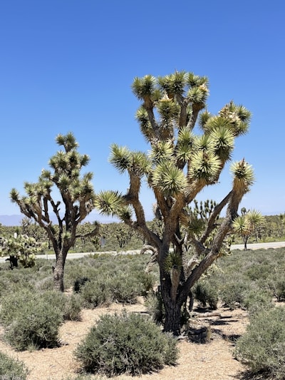A group of volunteers planting trees in a desert area under a clear blue sky.