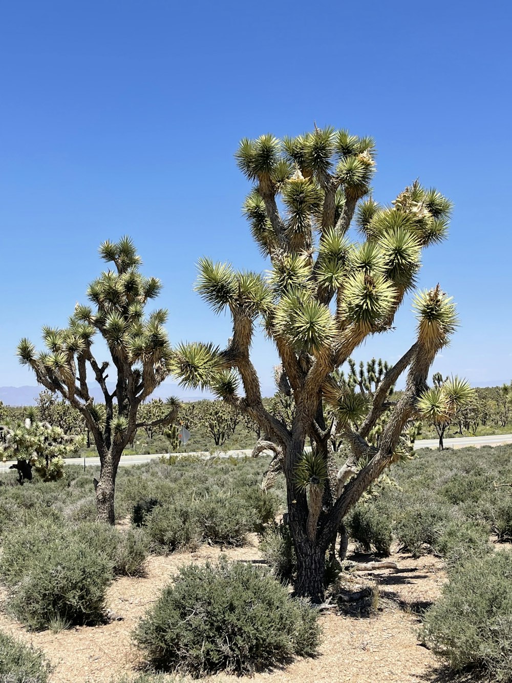 Un grande albero di cactus nel mezzo di un deserto