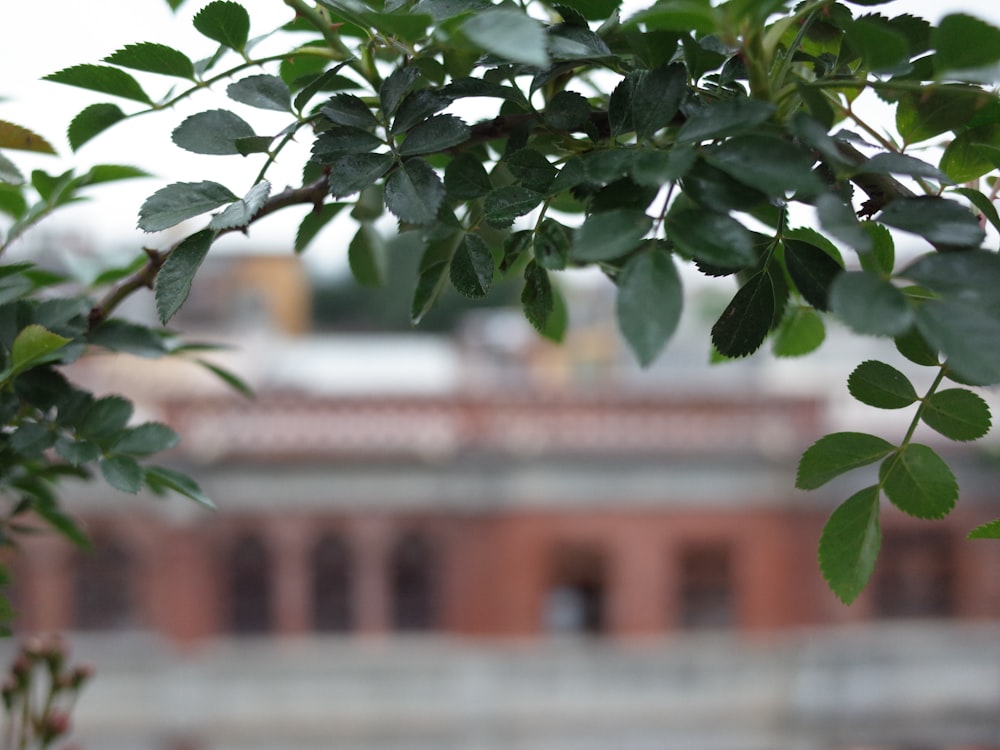 a close up of a leafy tree with a building in the background