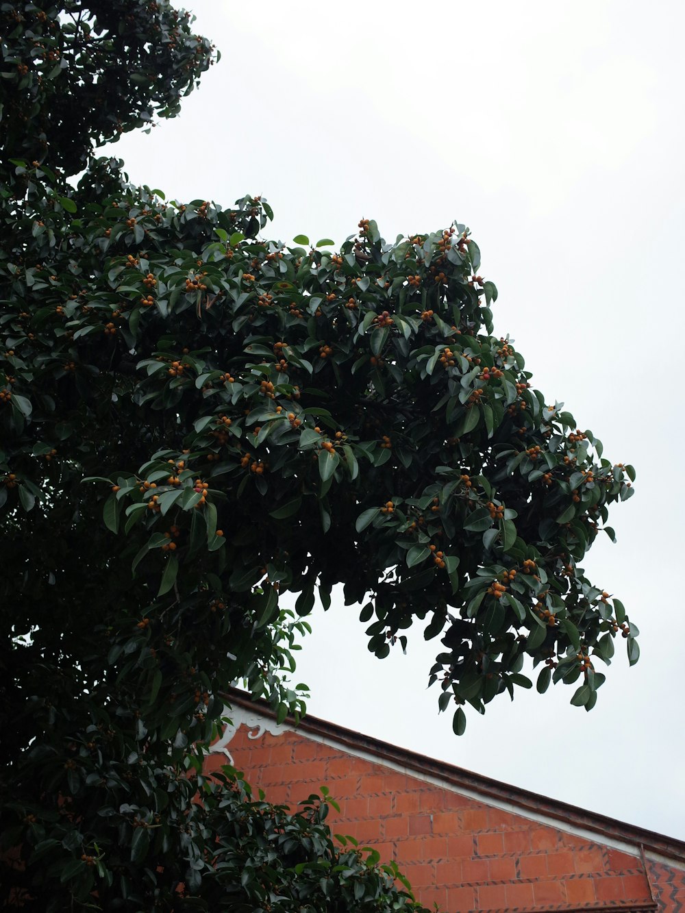 a tree with oranges growing on it next to a building