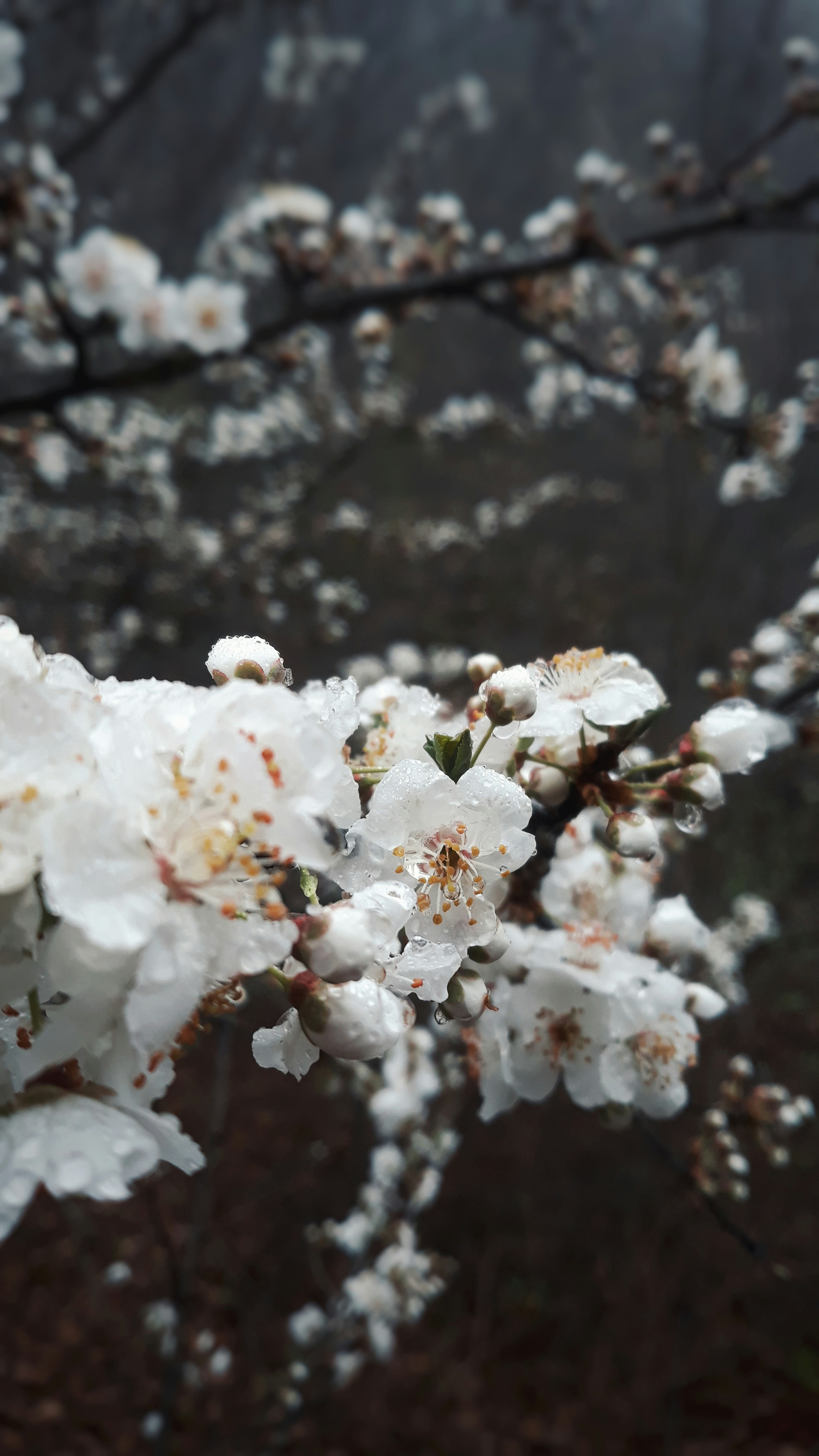 Photo by aliisarvari