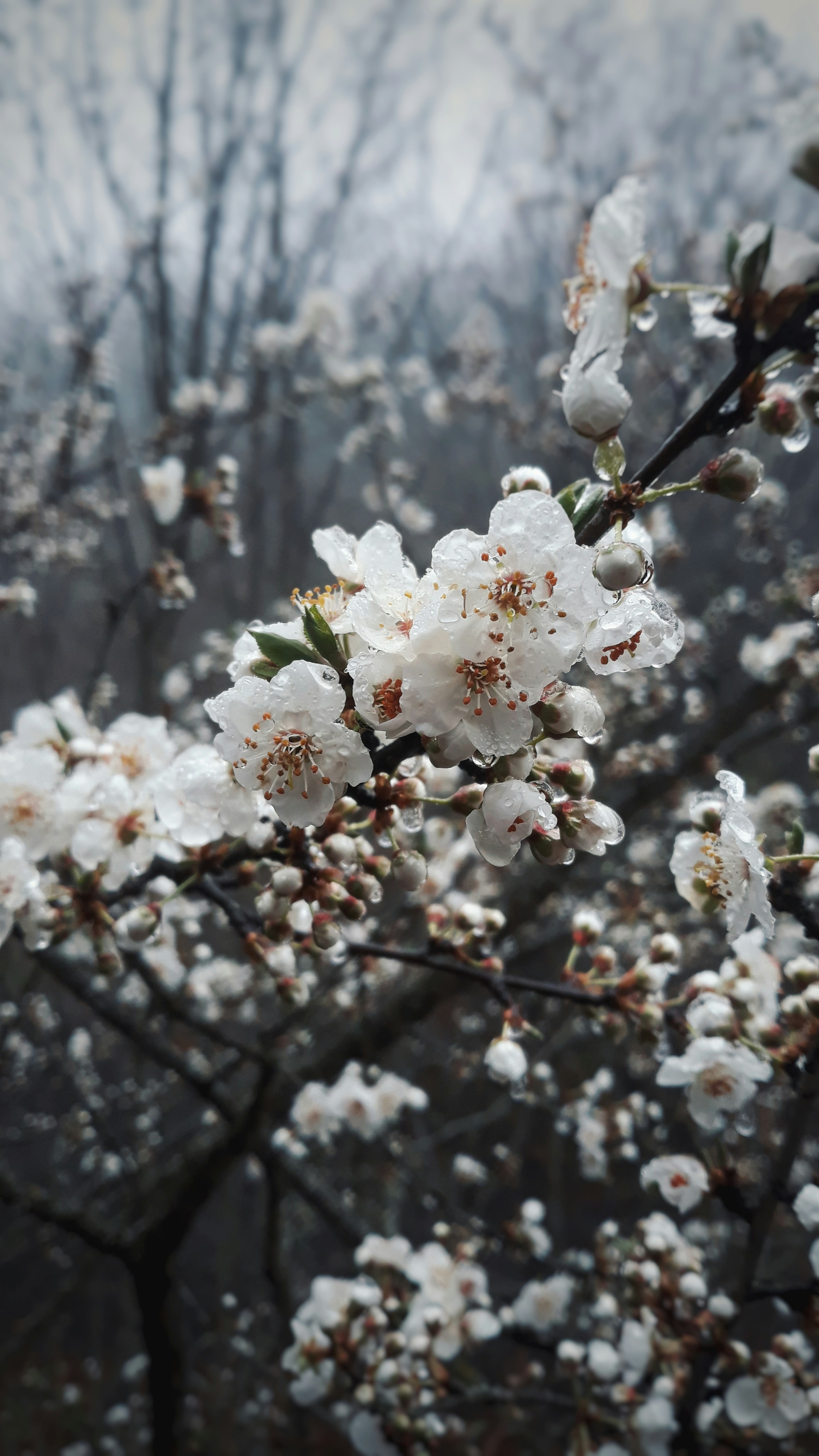 Photo by aliisarvari