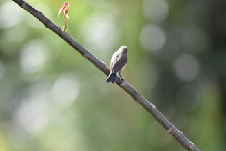 A young bird perched confidently on a narrow wooden branch, gripping tightly as it prepares for takeoff.
