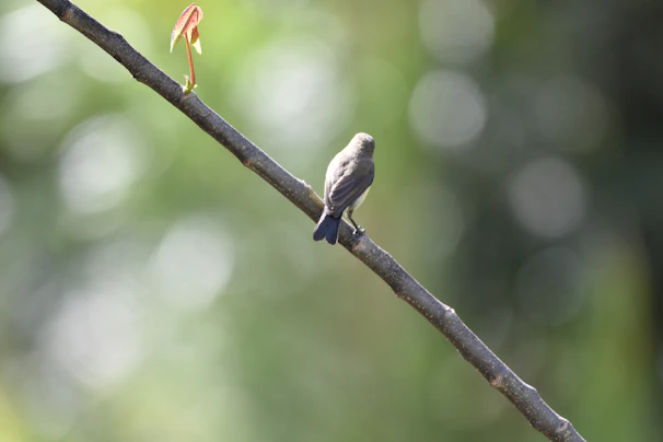 A young bird perched confidently on a narrow wooden branch, gripping tightly as it prepares for takeoff.