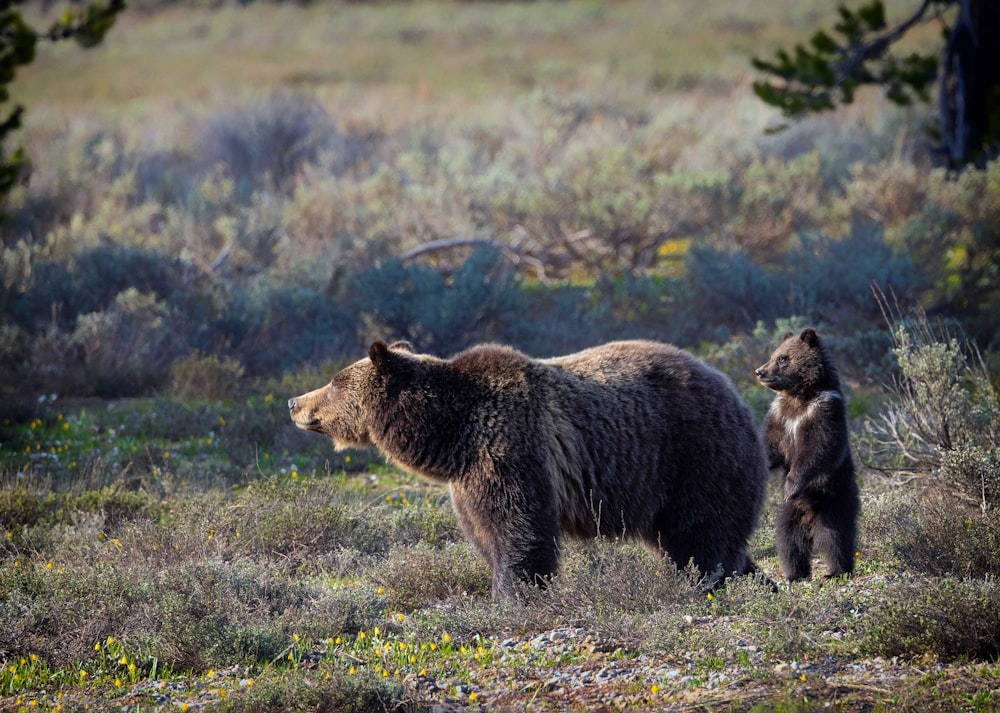 a bear and a cub stand in a field