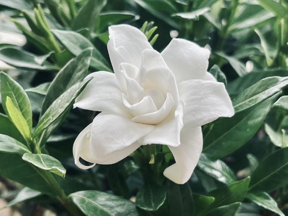 a white flower with green leaves in the background