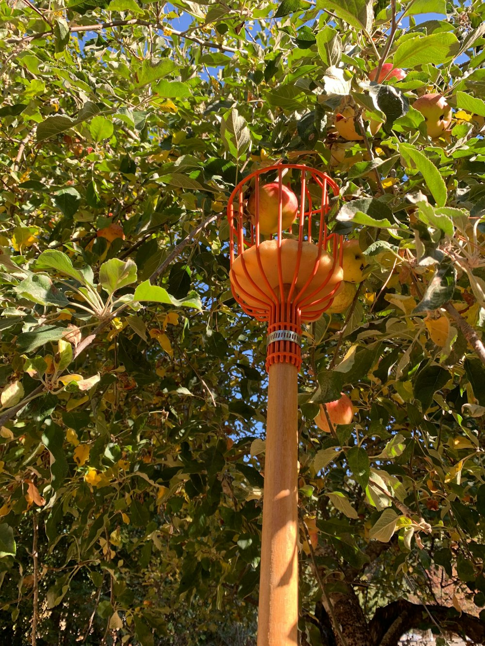 a large orange tree with lots of oranges on it