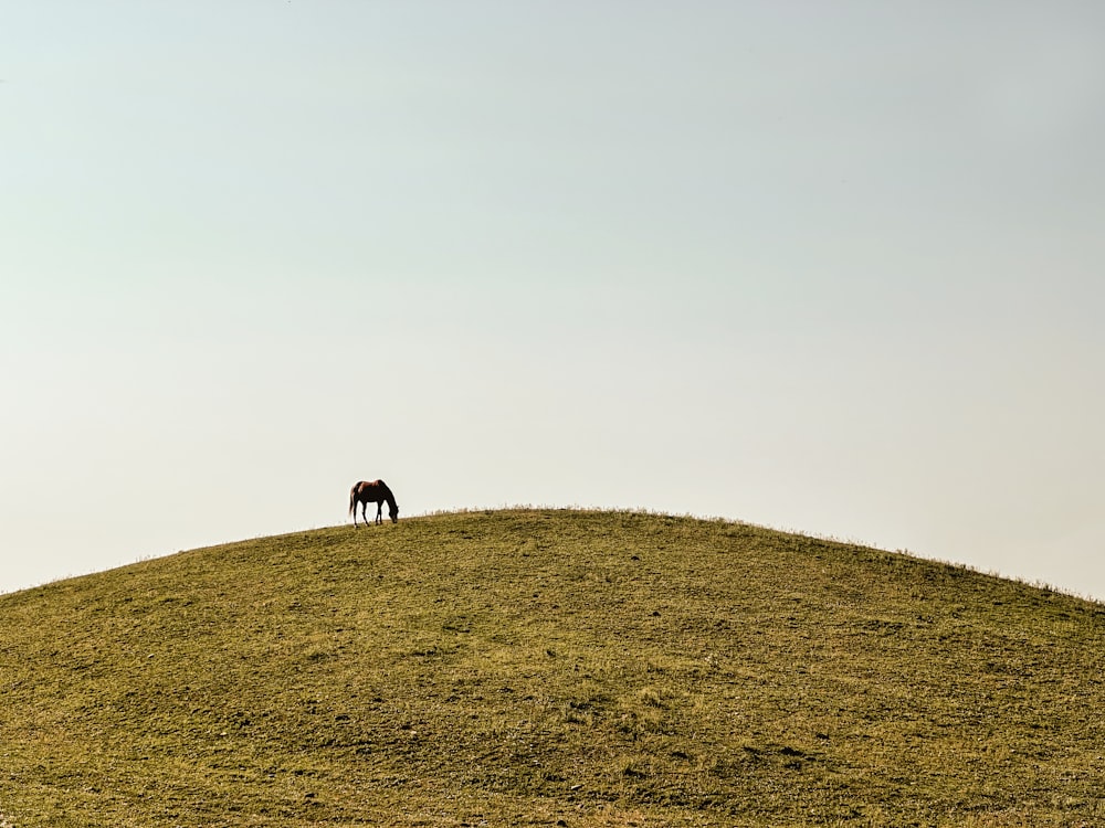 a horse standing on top of a grass covered hill