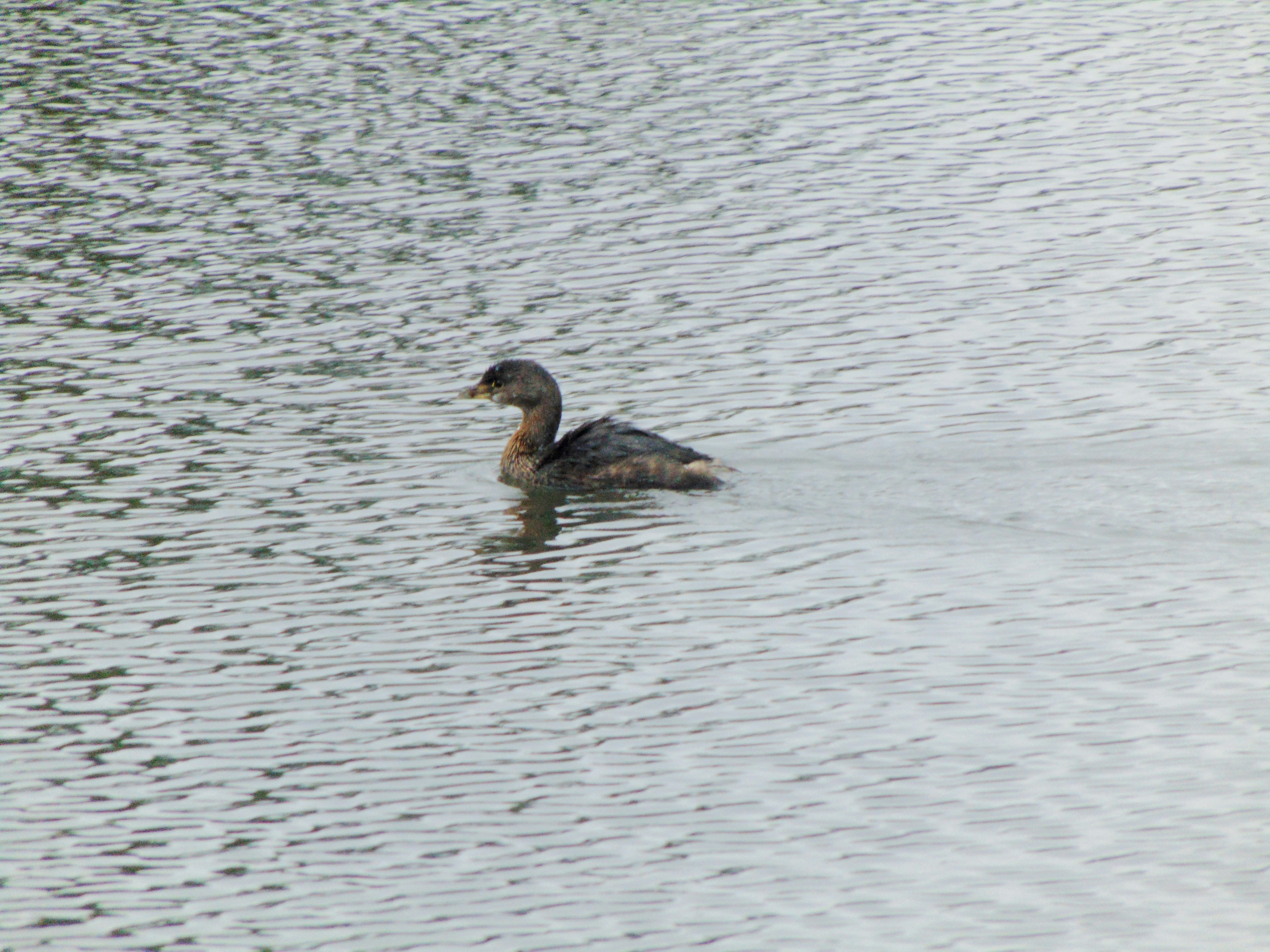 Photo by brunom_fotos