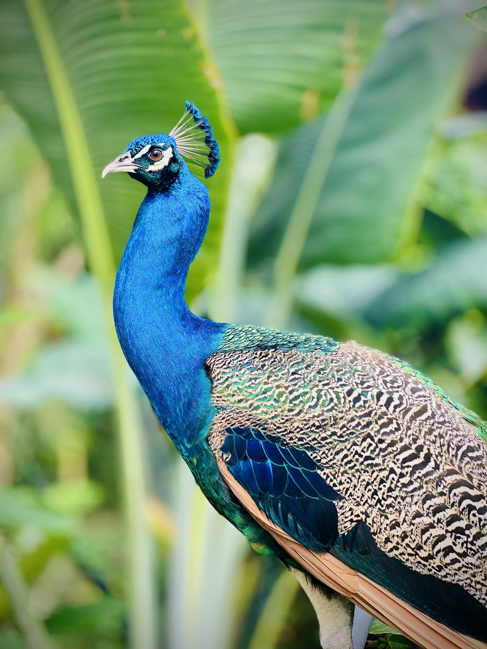 a blue and green bird standing on a tree branch