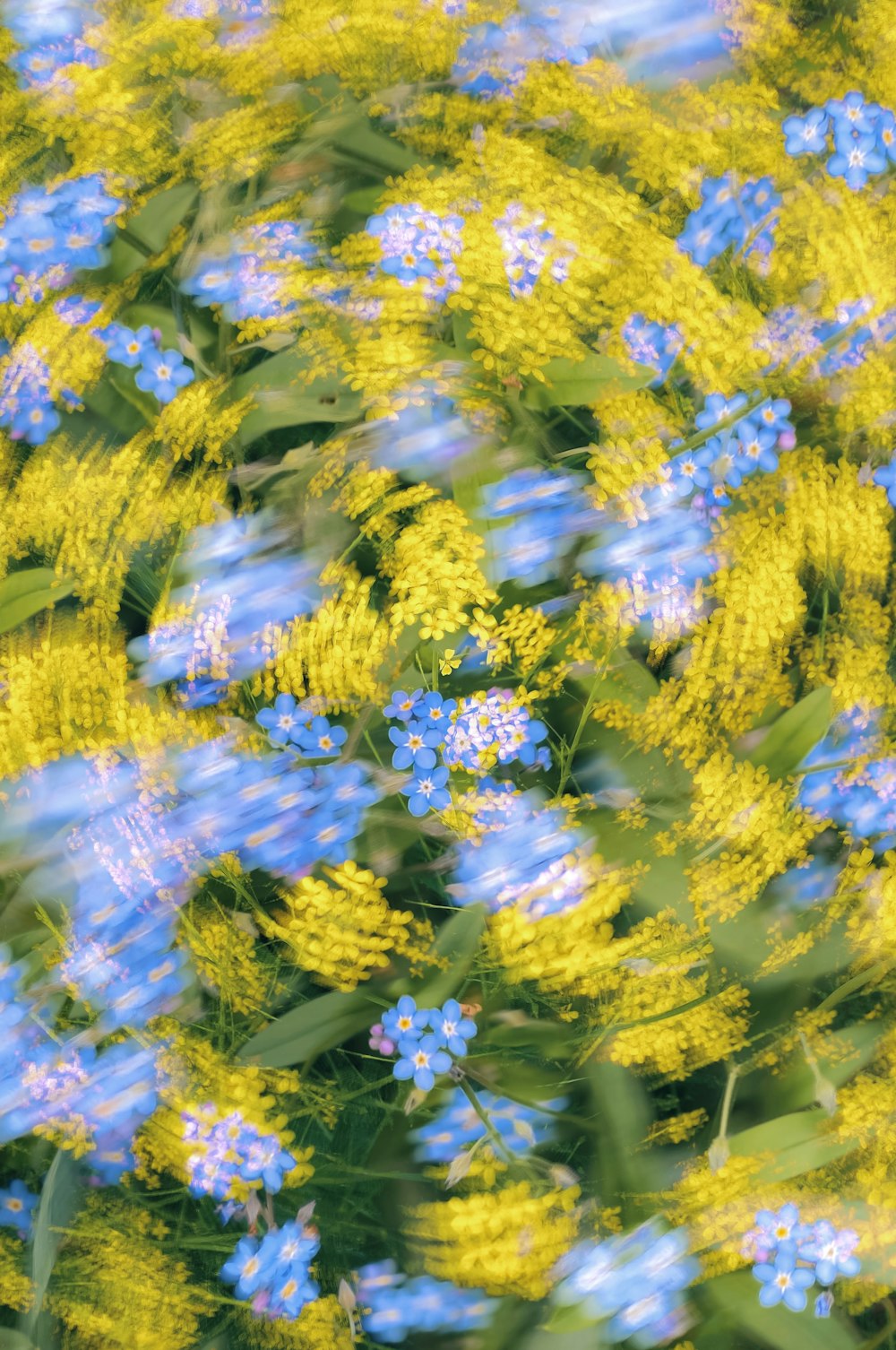 a bunch of blue and yellow flowers in a field