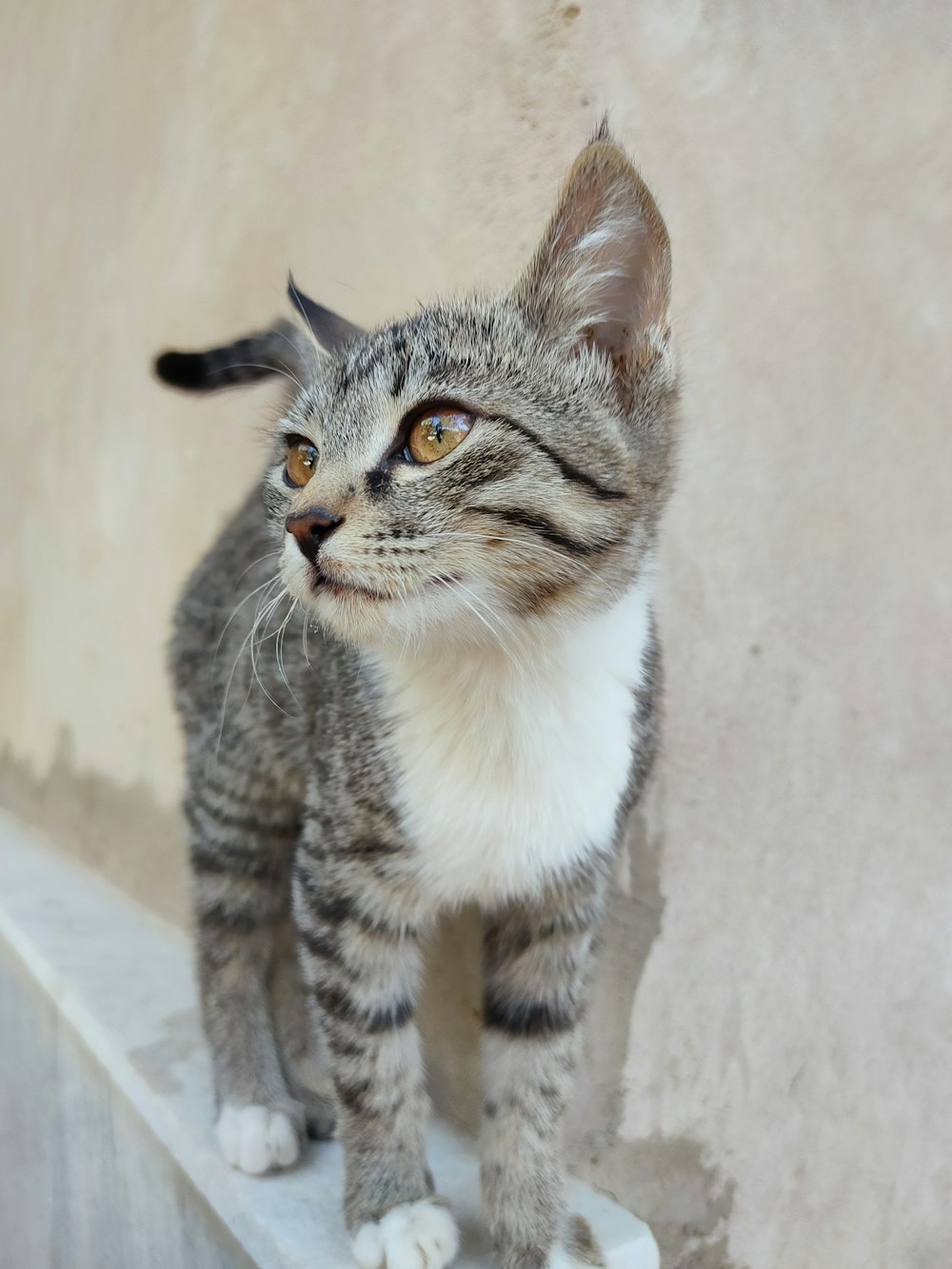 a gray and white cat standing on a ledge