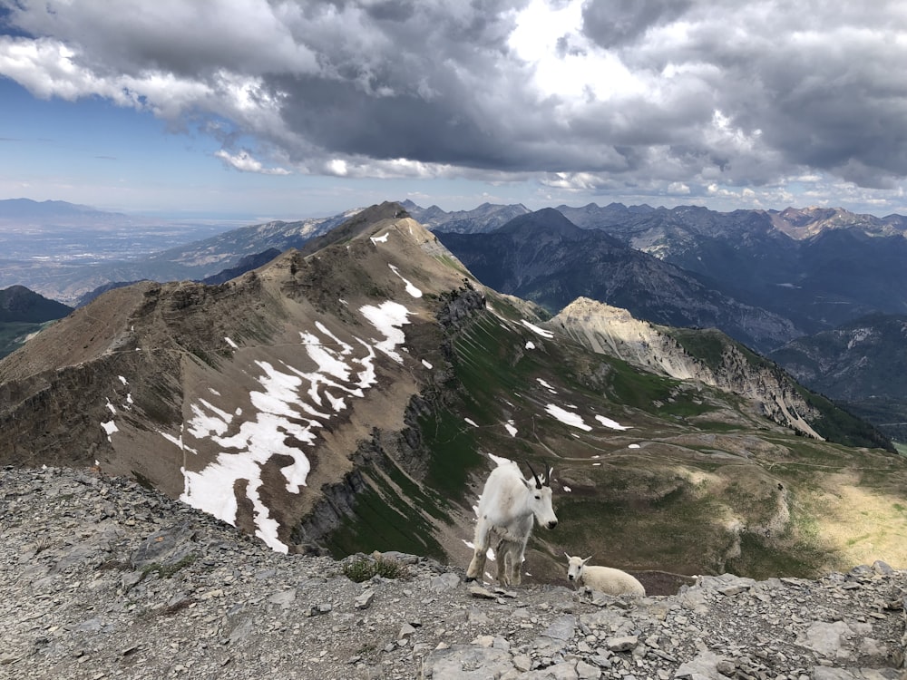 a mountain goat sitting on top of a rocky mountain