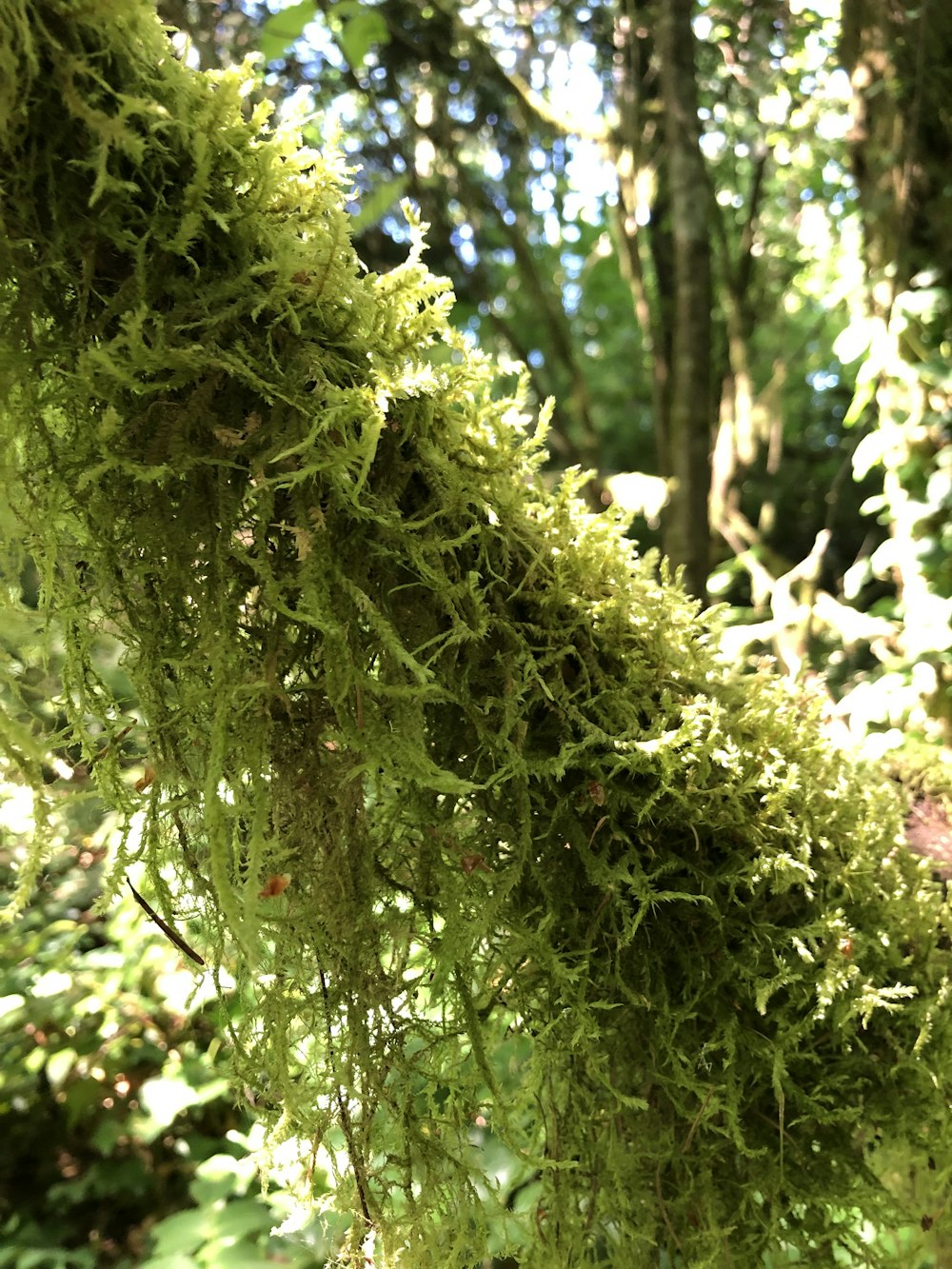 moss growing on a tree branch in a forest