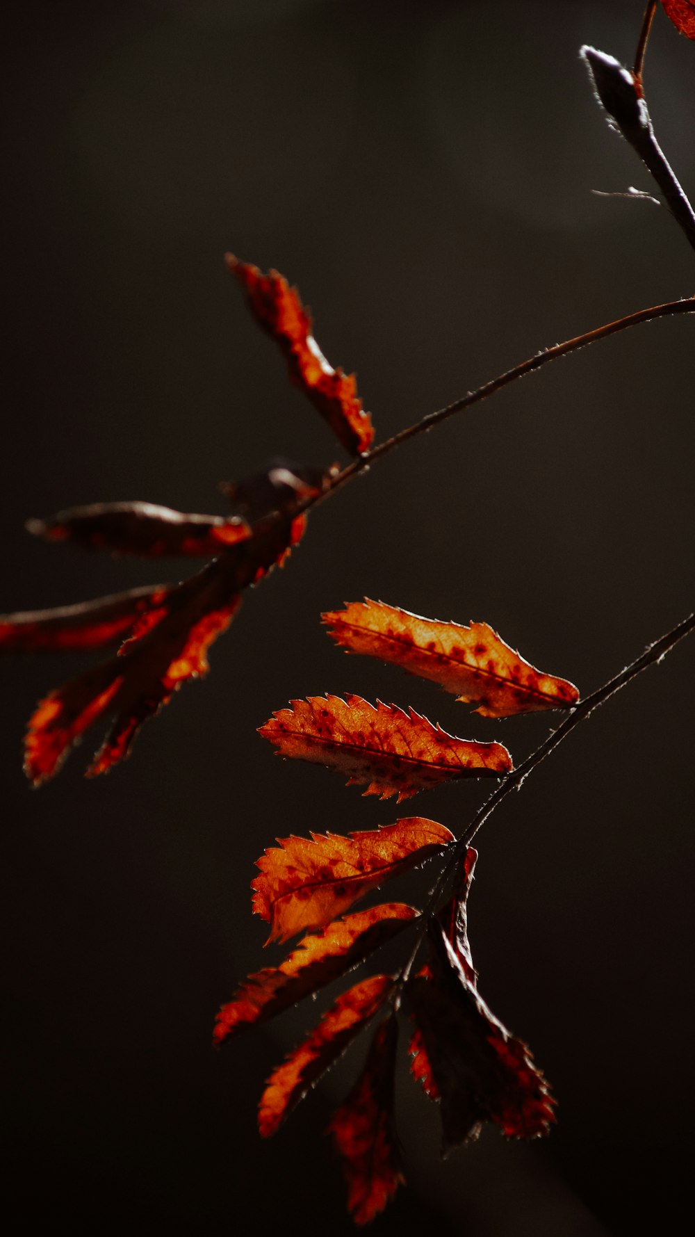 a close up of a plant with red leaves