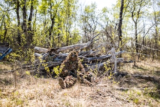 A person in camouflage clothing is almost fully blended into the natural environment, sitting among dry branches and foliage. The forest scene is lively with new green leaves emerging on trees and shrubs. Sunlight filters through, casting bright patches on the grass and logs.