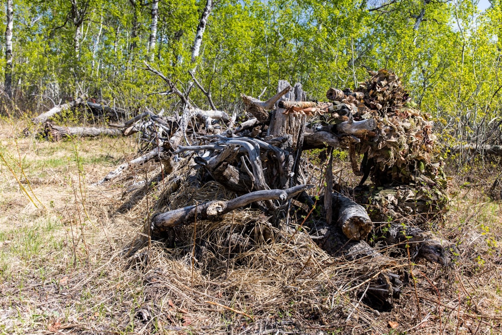 a pile of wood sitting in the middle of a forest