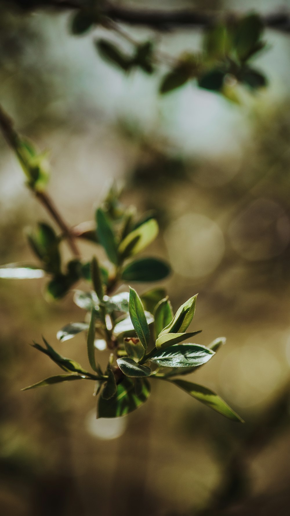 a close up of a tree branch with leaves