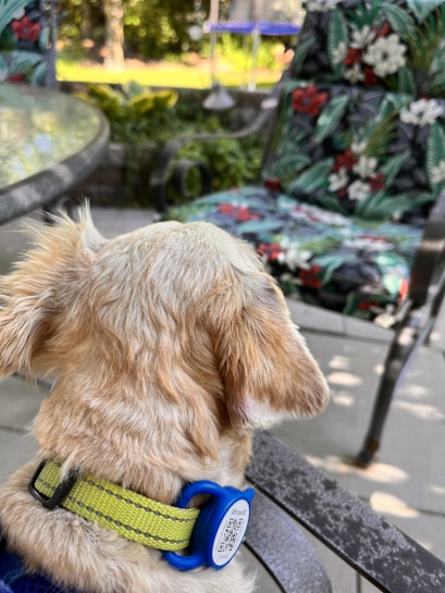 A dog with light fur is wearing a green collar with a blue tag that features a QR code. The dog is looking towards a garden area with a metal chair that has tropical-patterned cushions. There is a glass table nearby and leafy plants in the background, suggesting a patio or outdoor setting.
