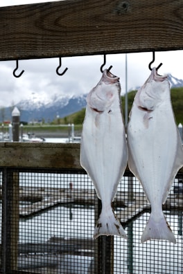 Two large white fish are hanging from hooks on a wooden beam. In the background, there are docks and water with a mountainous landscape partially covered in snow.