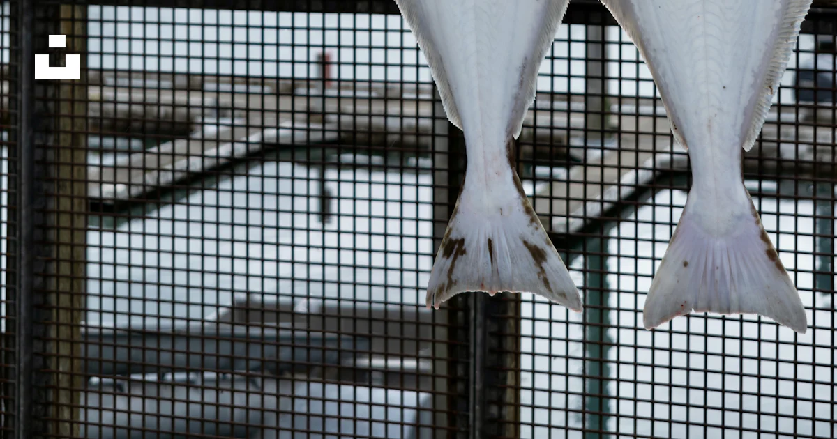 Two fish hanging from hooks on a fence photo – Free Valdez Image on ...