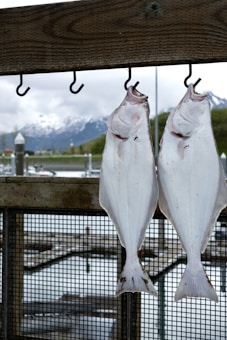 Two large white fish are hanging from hooks on a wooden beam. In the background, there are docks and water with a mountainous landscape partially covered in snow.