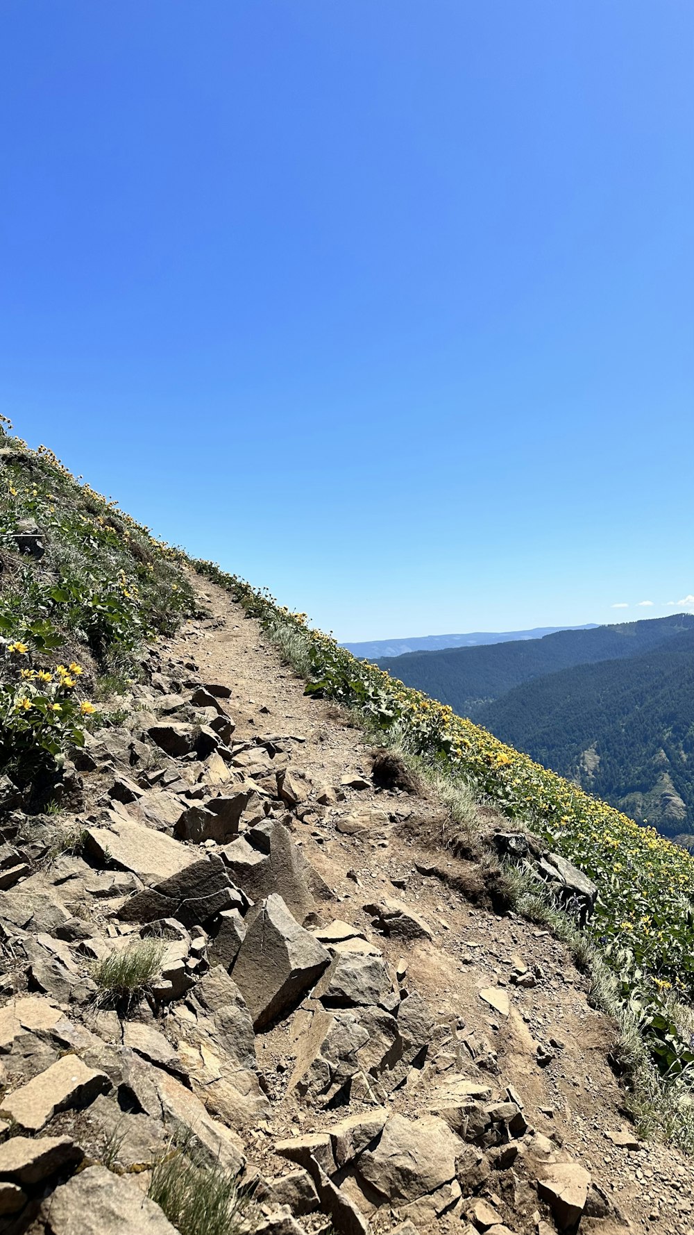 a rocky trail with flowers growing on the side of it