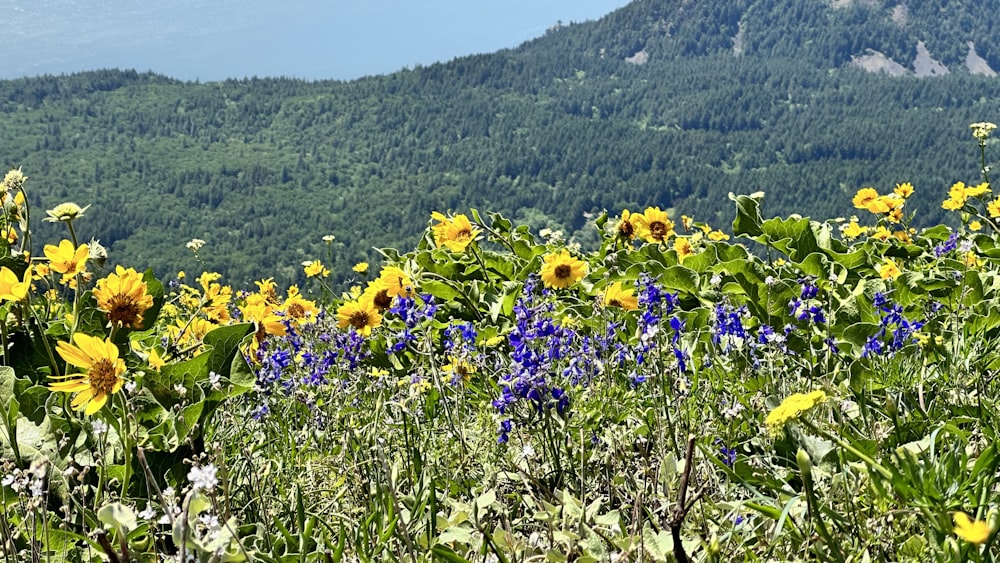 a field of wildflowers with a mountain in the background