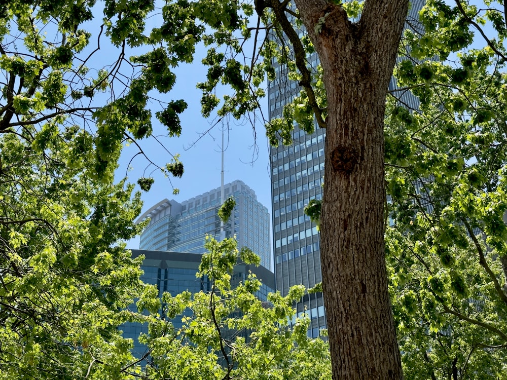 uma vista de um edifício alto através das árvores