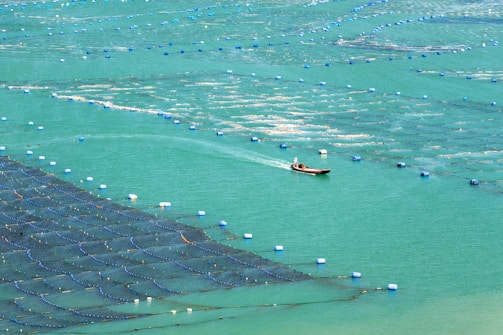 A small boat is navigating through a large aquaculture farm in a body of turquoise water. The farm consists of numerous rectangular sections separated by lines, marked by floating buoys. The water appears calm, and the farm seems to span a vast area, indicating an organized and systematic setup for fish or shellfish farming.