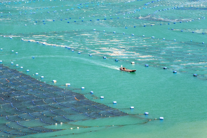 A small boat is navigating through a large aquaculture farm in a body of turquoise water. The farm consists of numerous rectangular sections separated by lines, marked by floating buoys. The water appears calm, and the farm seems to span a vast area, indicating an organized and systematic setup for fish or shellfish farming.