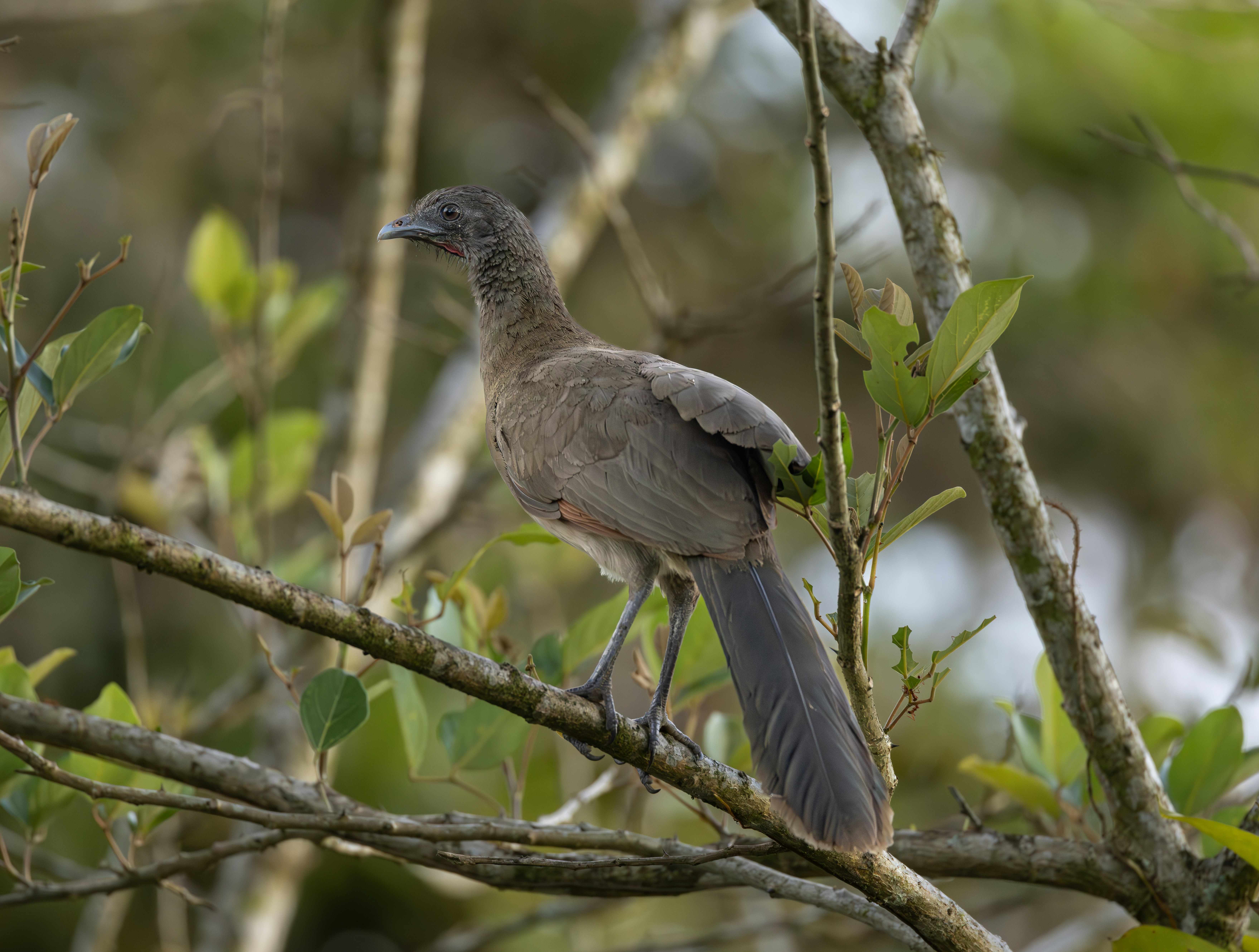 un uccello appollaiato su un ramo di un albero