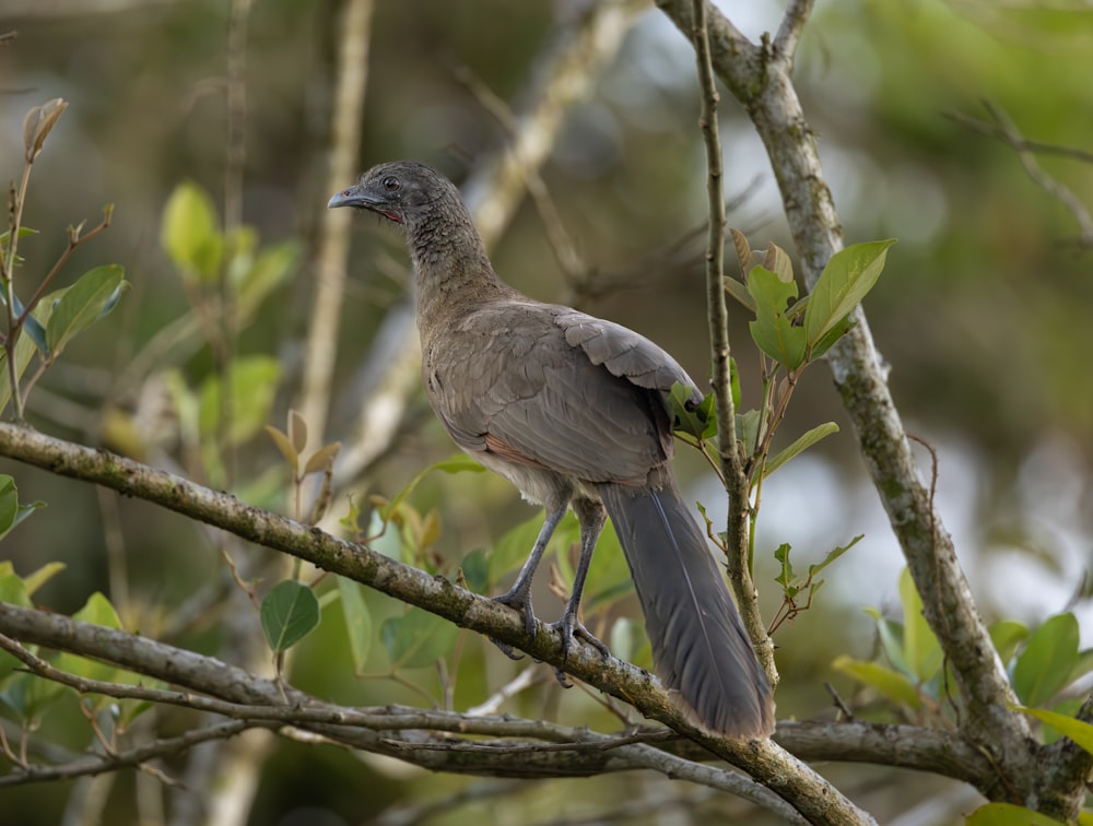 a bird perched on a branch of a tree