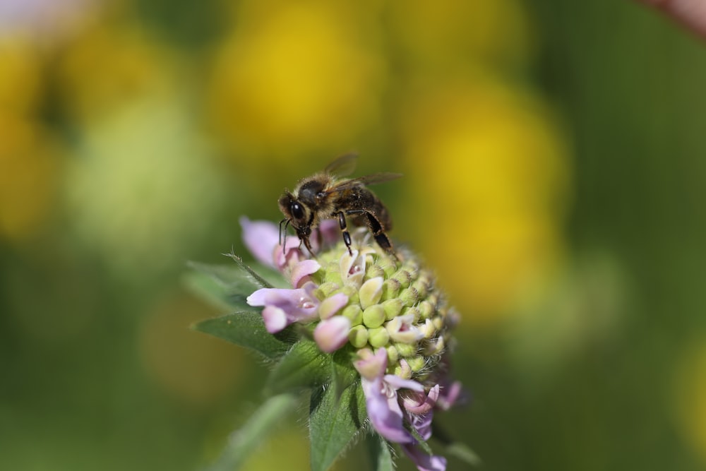 a bee sitting on a flower in a field