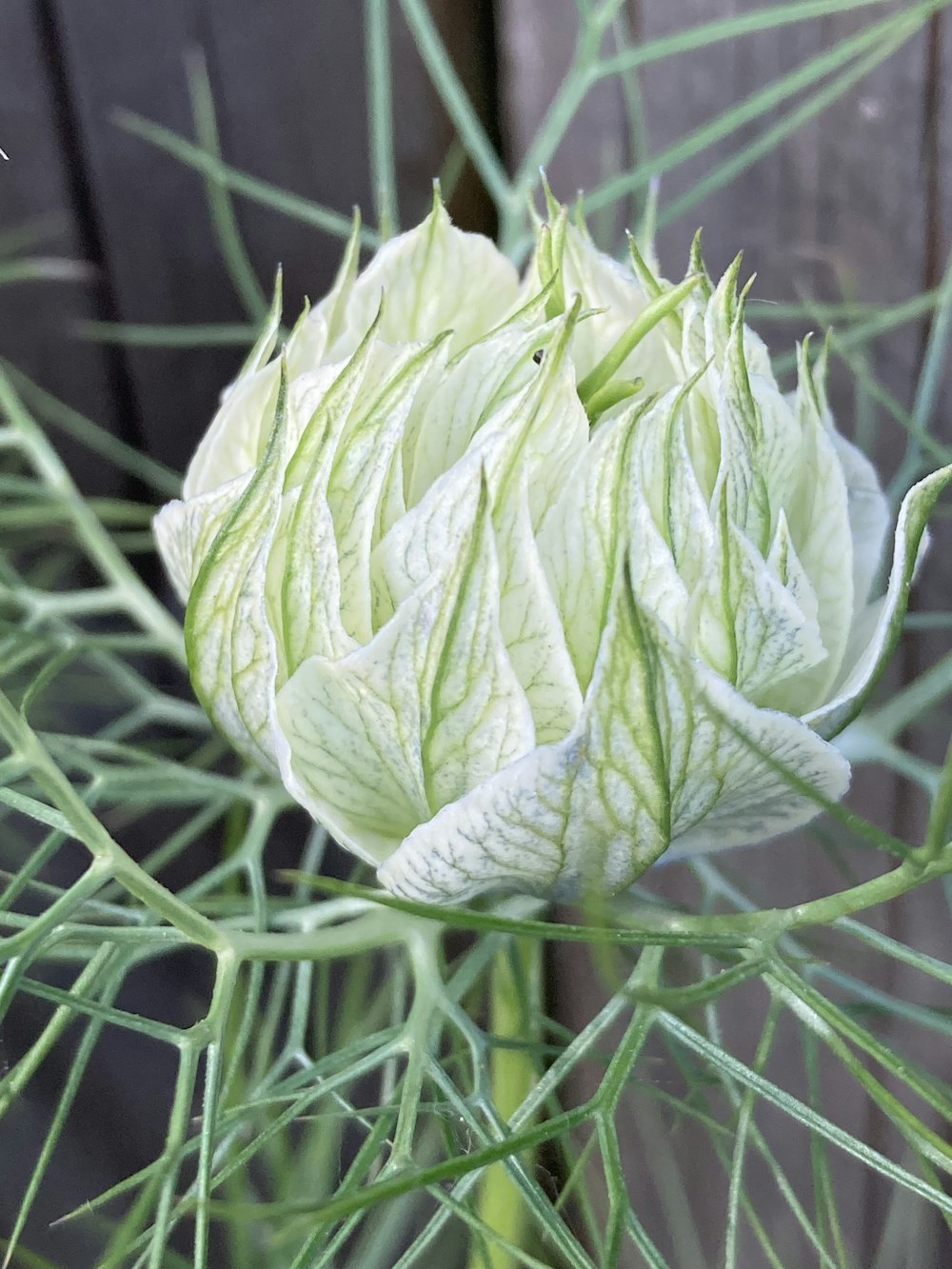 a close up of a green plant with leaves