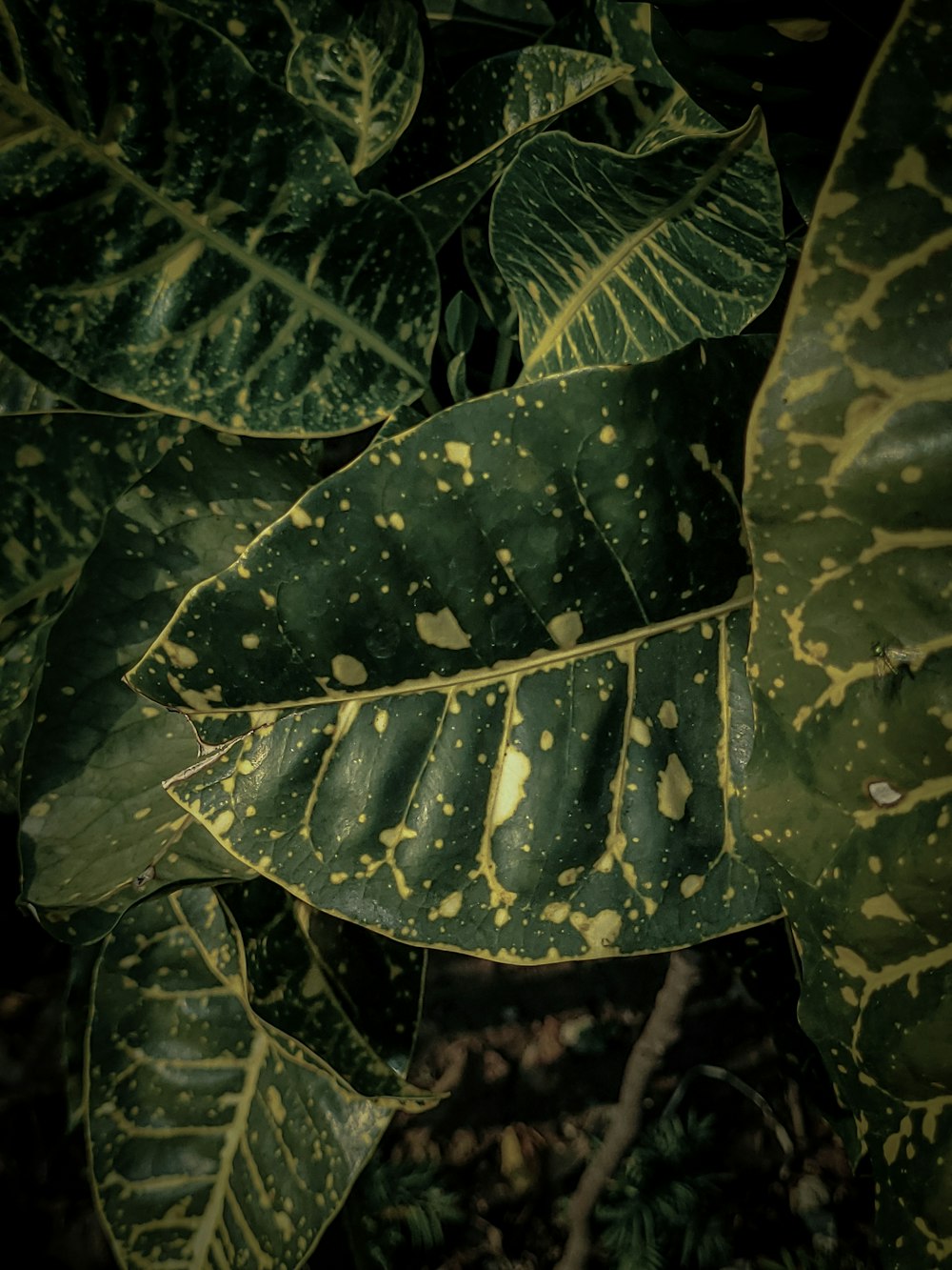 a close up of a green leaf with yellow spots