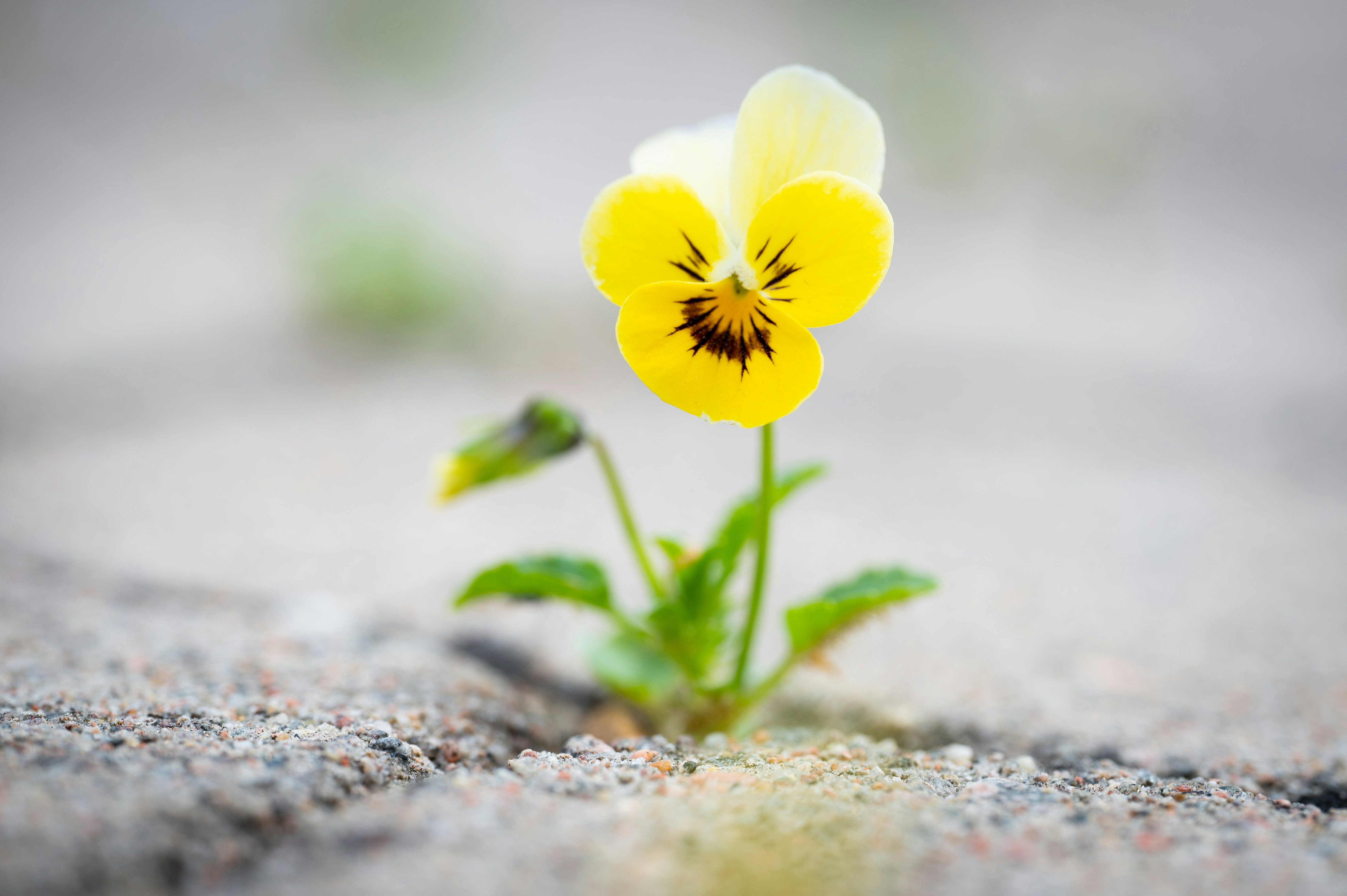 Erfülltes Leben, friedvoller Tod: Warum sich so viele mit dem Thema Sterben auseinandersetzen