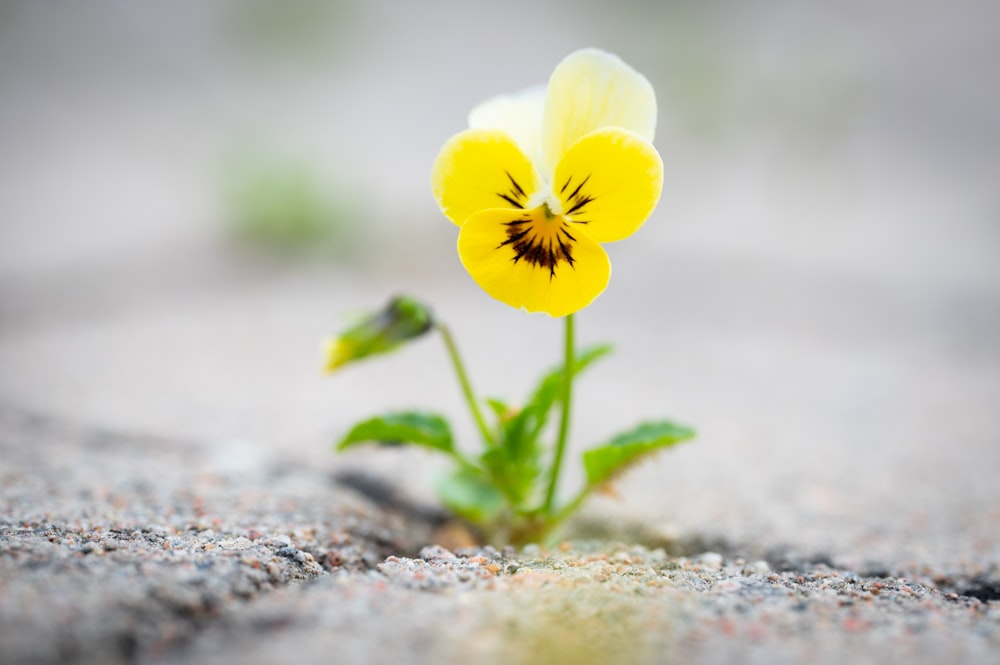 a small yellow flower growing out of the ground