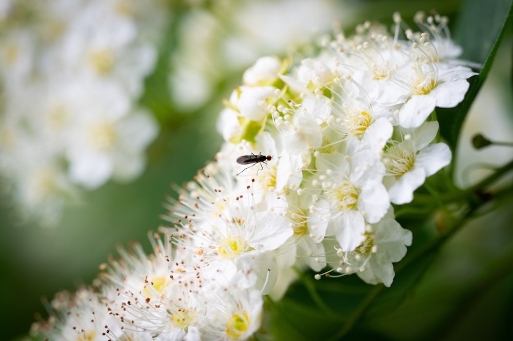 a close up of a white flower with a bug on it