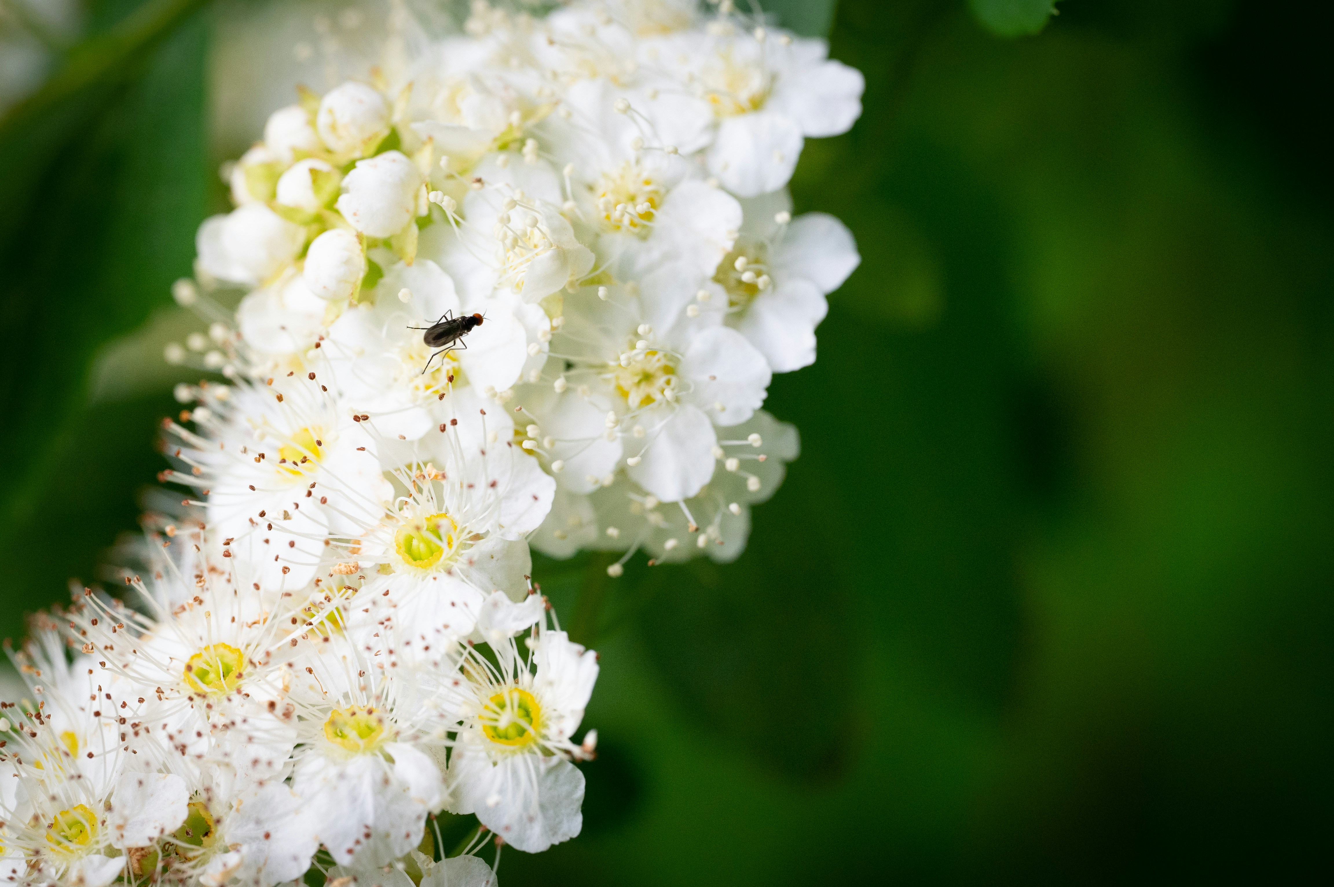 a close up of a white flower with a bug on it
