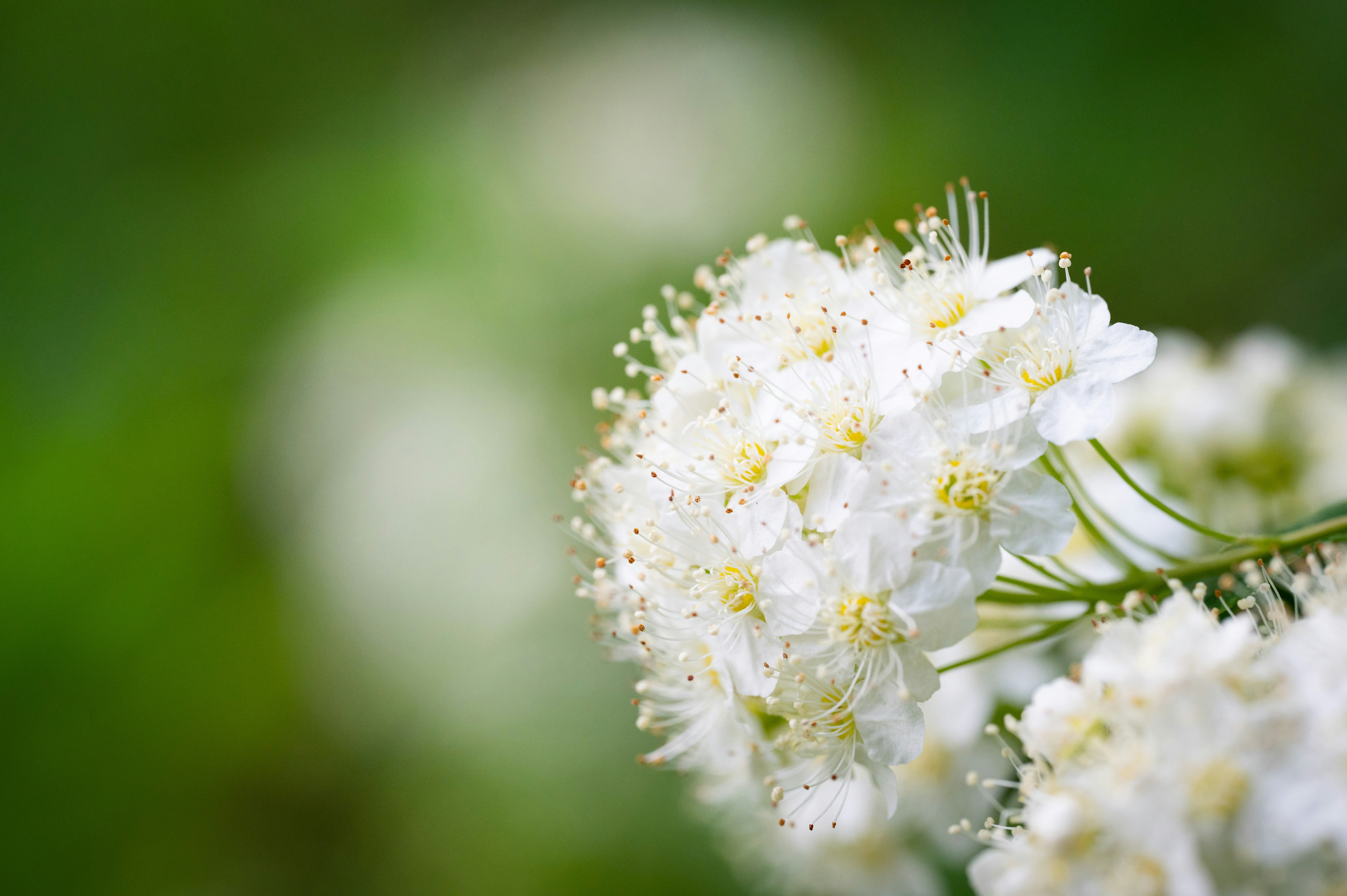 a close up of a bunch of white flowers