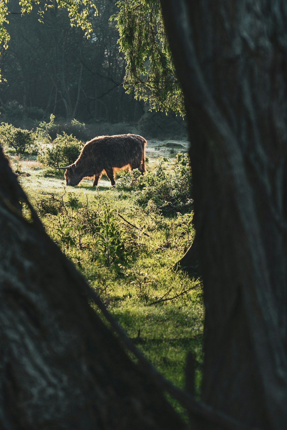 a cow grazing in a field next to trees