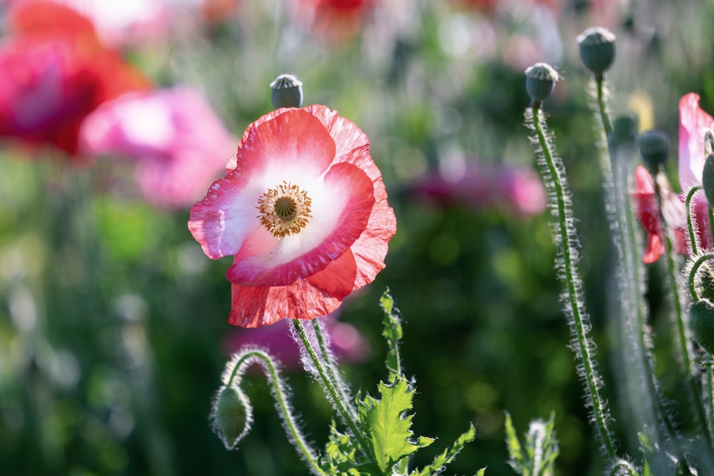 Un champ plein de fleurs roses et rouges