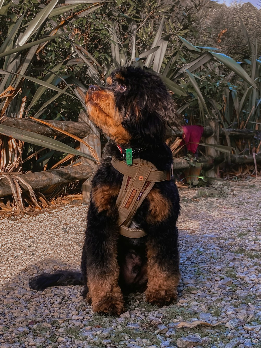a black and brown dog wearing a harness