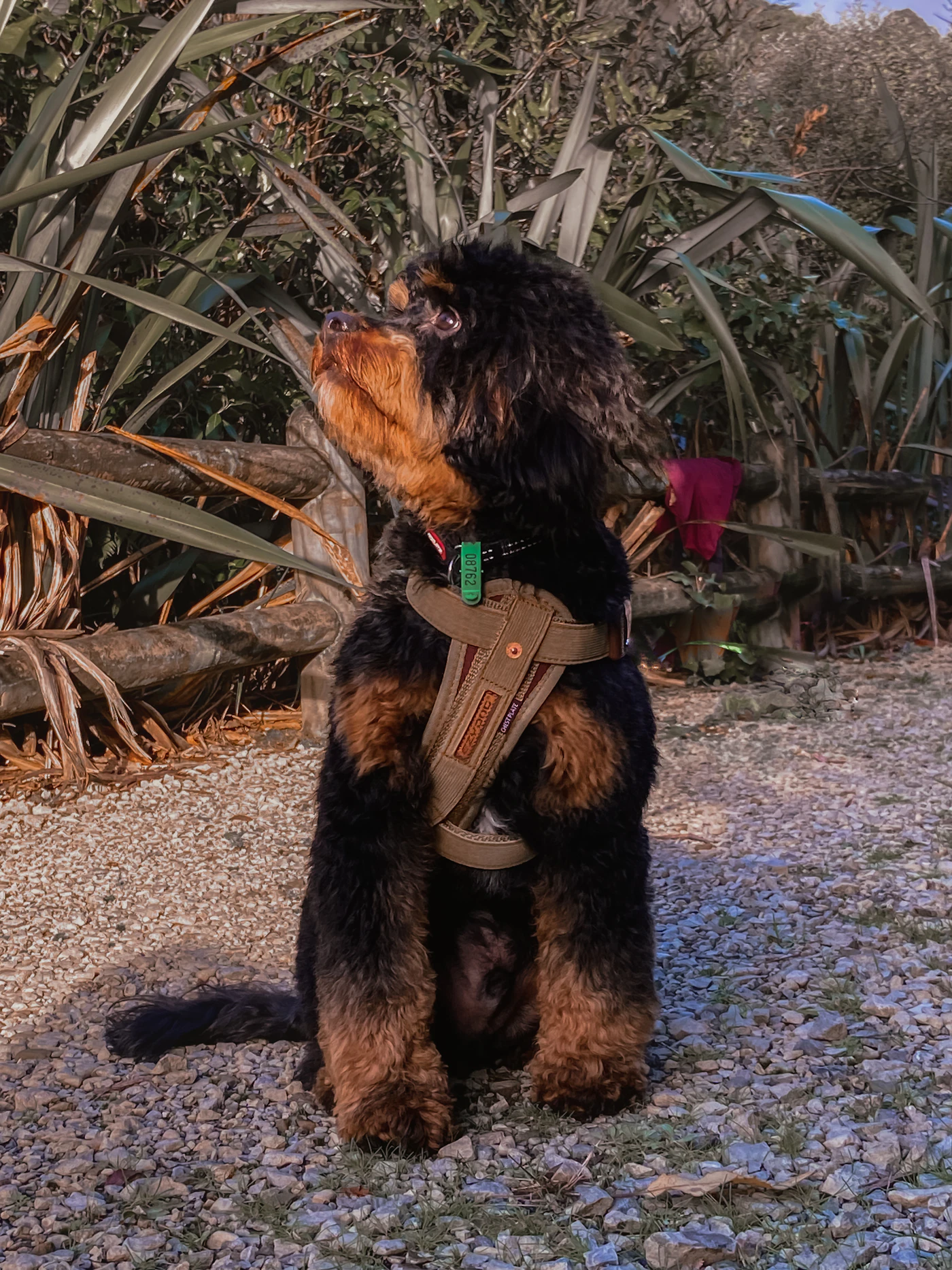 A black and tan dog in a fitted padded working harness sitting attentively outdoors and looking up, ready at its handler's side