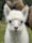 A fluffy, white alpaca with big eyes gazes directly at the camera. Its fur is soft and curly, and its ears are perked up. Behind it, another alpaca with darker brown fur is partially visible. The background consists of green foliage, suggesting a natural outdoor setting.